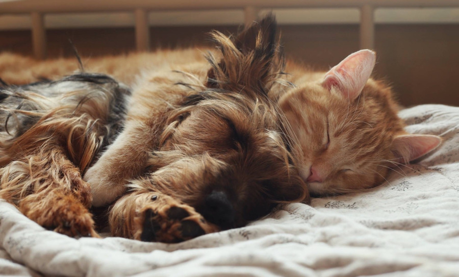 Koira ja kissa voivat olla parhaita ystäviä – nämä 10 kuvaa todistavat sen!  - Tassut kartalla